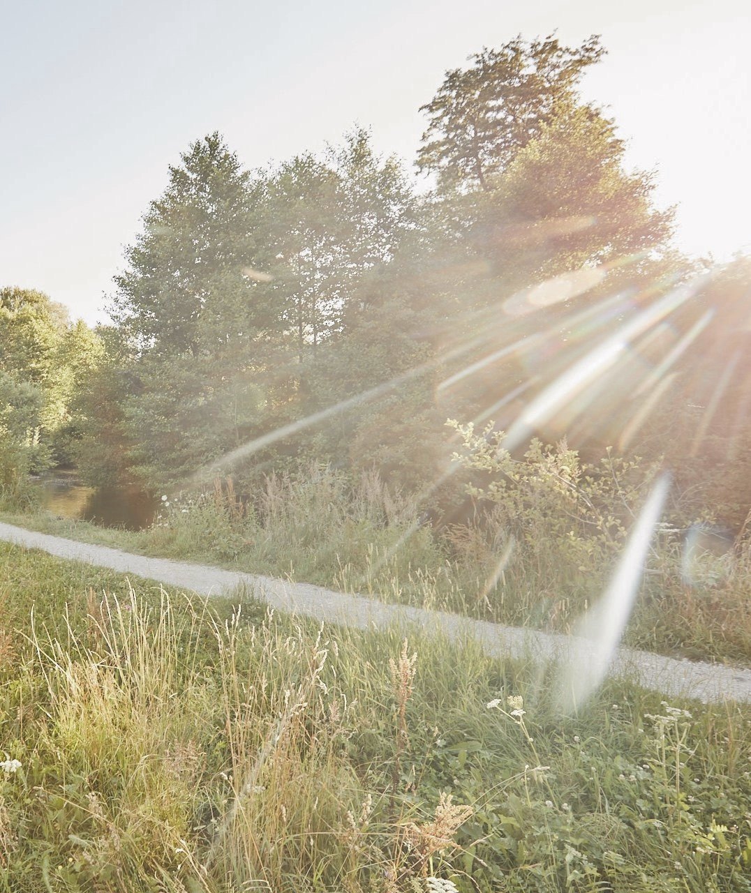 Kiesweg durch eine Sommerwiese am Flussufer, im Gegenlicht der tief stehenden Sonne